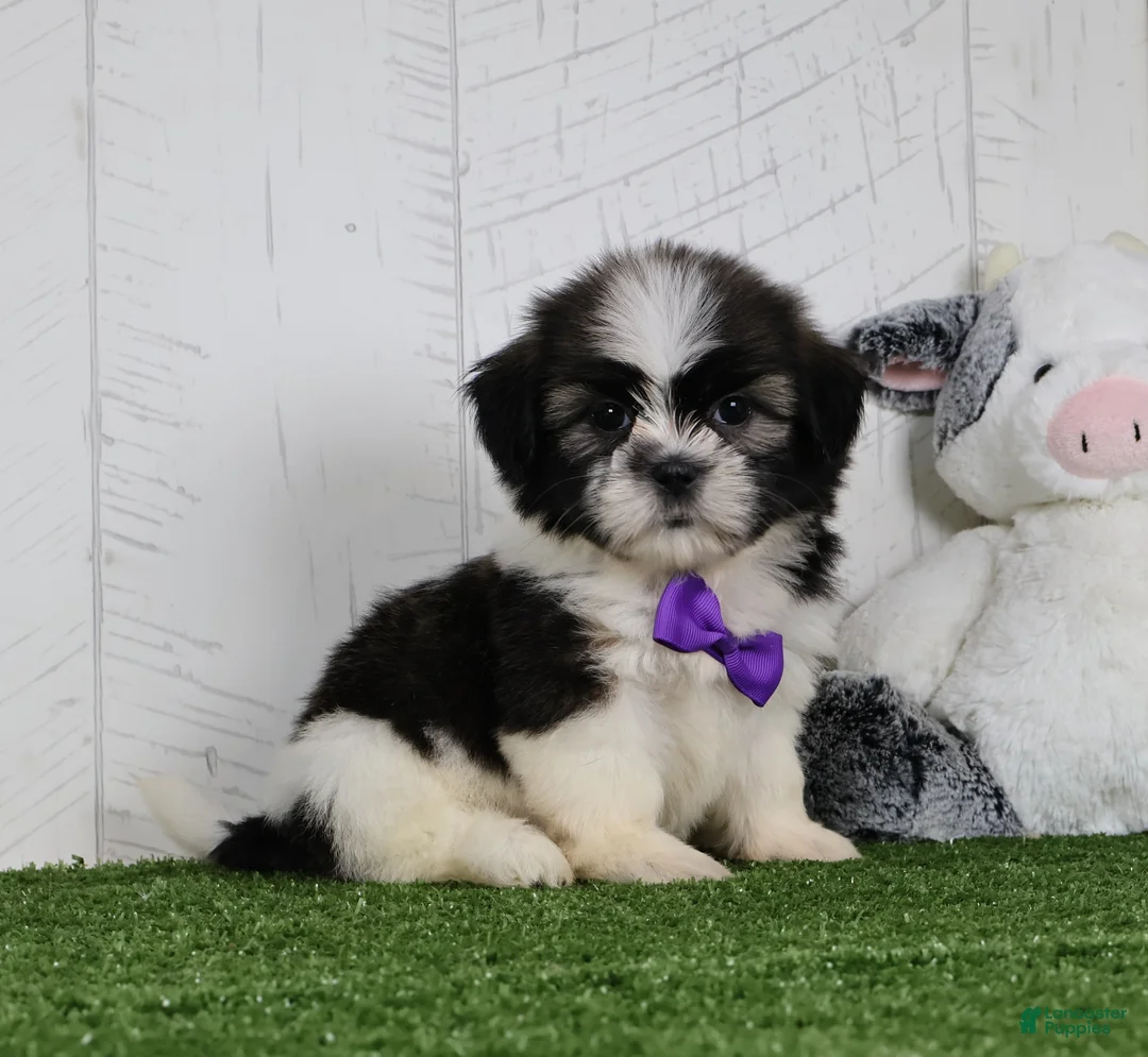 Shih Tzu dogs for sale: Cooper - Ad 1