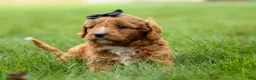 Cavapoo dogs for sale: Max 🐾🐶 - Ad 17
