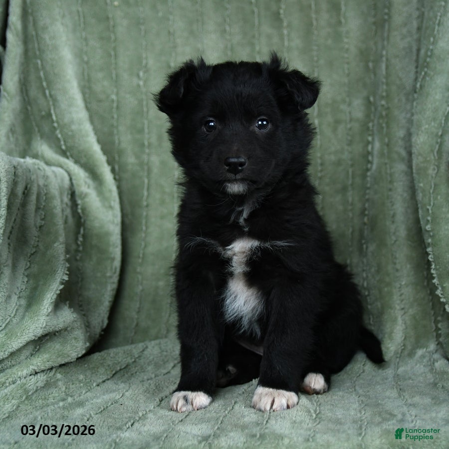 Mixed Breed dogs Grizzly - Ad 1