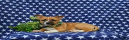 Mixed Breed dogs for sale: Derek - Ad 7