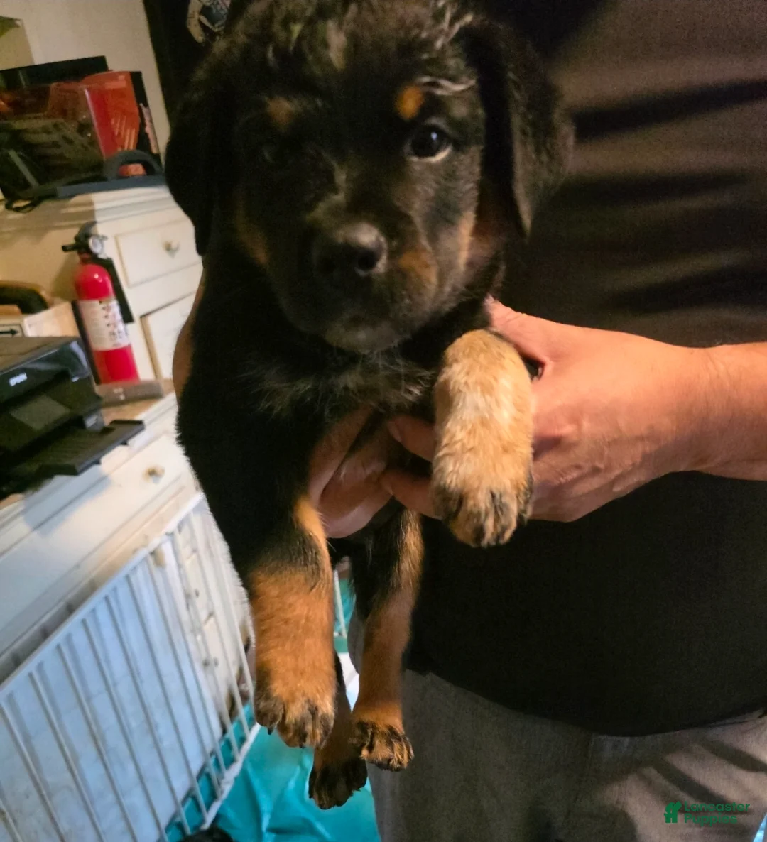 Mixed Breed dogs for sale: Mixed Breed 4 - Ad 1