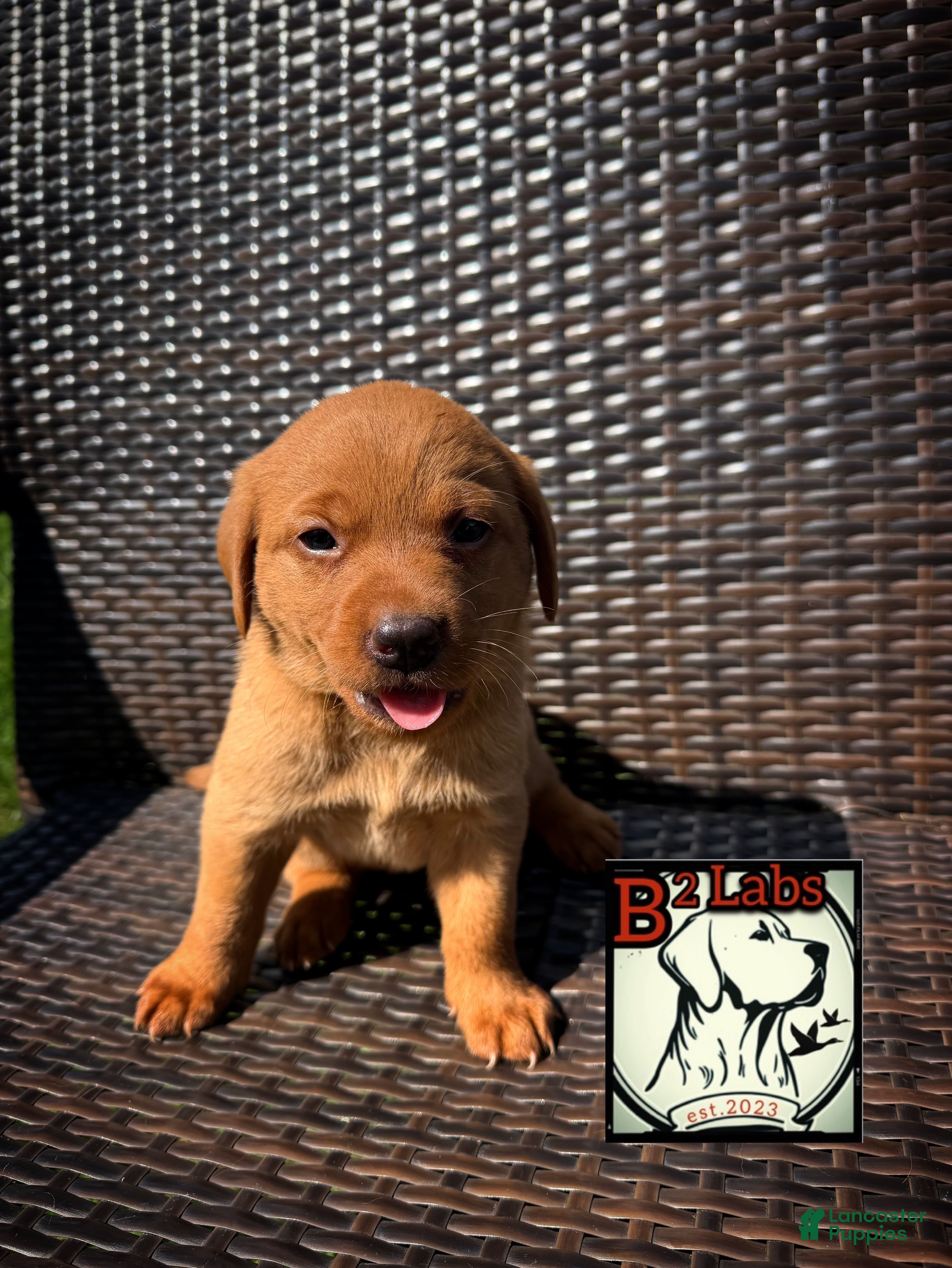 Labrador Retriever dogs Bella - Ad 2