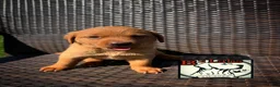 Labrador Retriever dogs for sale: Bella - Ad 2