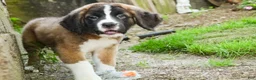 Saint Bernard dogs for sale: Wrenly - Ad 5