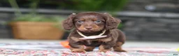 Miniature Dachshund dogs for sale: Rylie - Ad 10