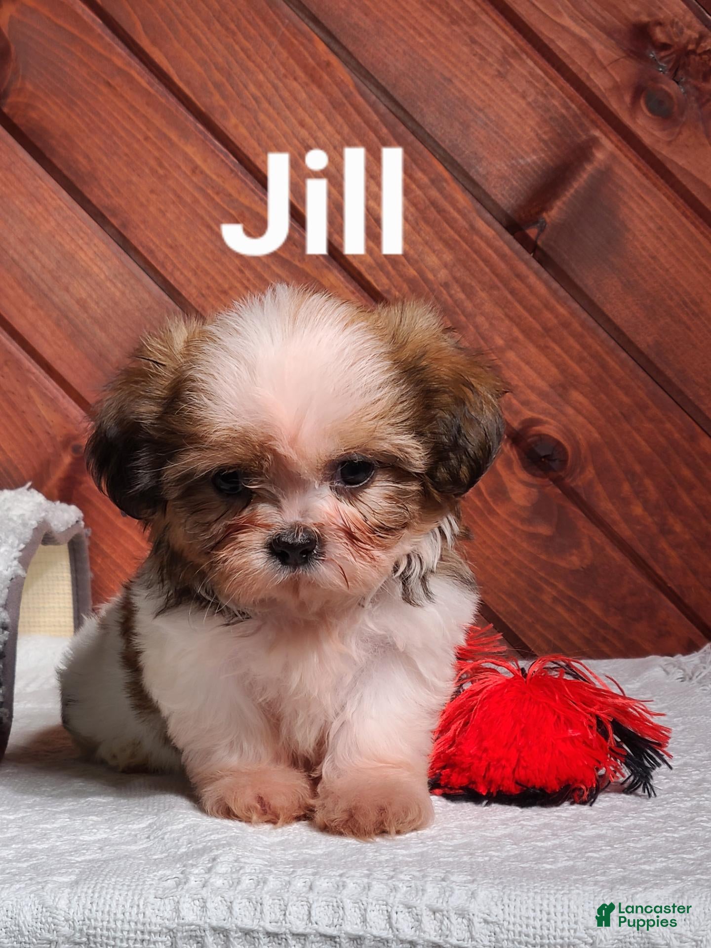 Shih Tzu dogs Jill  - Ad 2