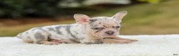 French Bulldog dogs for sale: Master – Lilac & Tan Merle - Ad 12