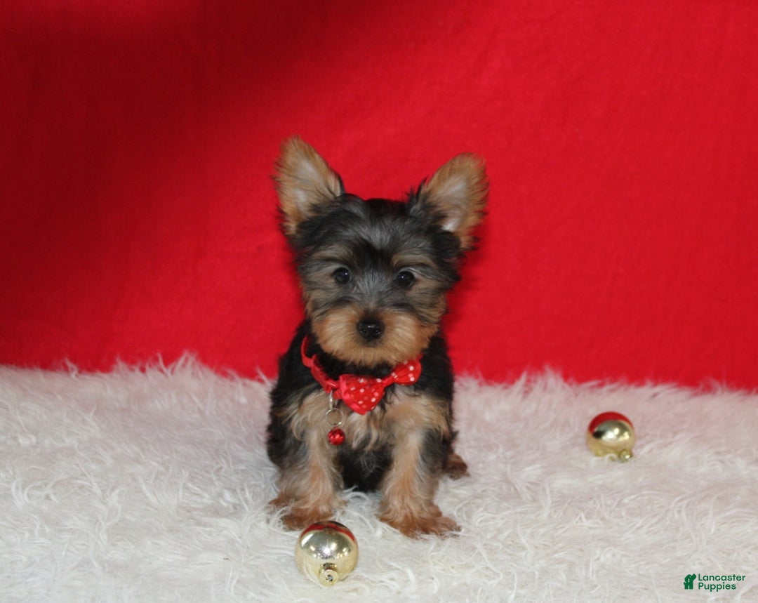 Yorkshire Terrier dogs for sale: Dannie - Ad 9