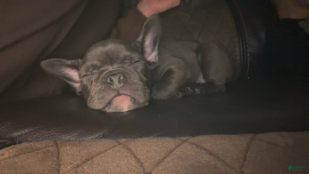 French Bulldog dogs for sale: French Bulldog Puppy  - Ad 2