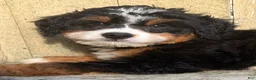 Mini Bernedoodle dogs for sale: 💚IN BOSTON MASSACHUSETTS AREA💚TRADITIONAL TRI COLOR💚MINI BERNEDOODLE BOY💚 - Ad 5