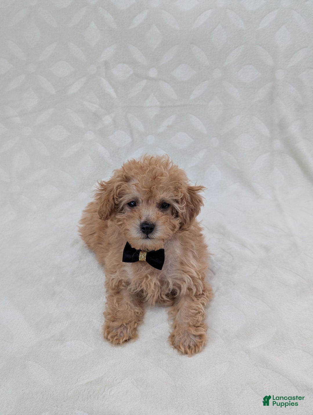 Toy Poodle dogs for sale: Apollo  - Ad 2
