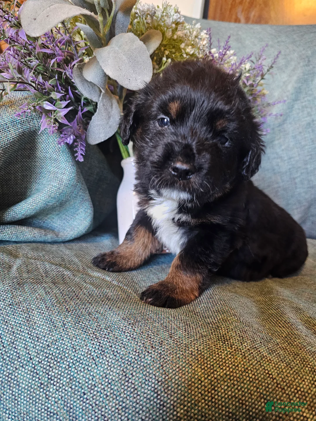 Mixed Breed dogs for sale: Fern - Ad 2