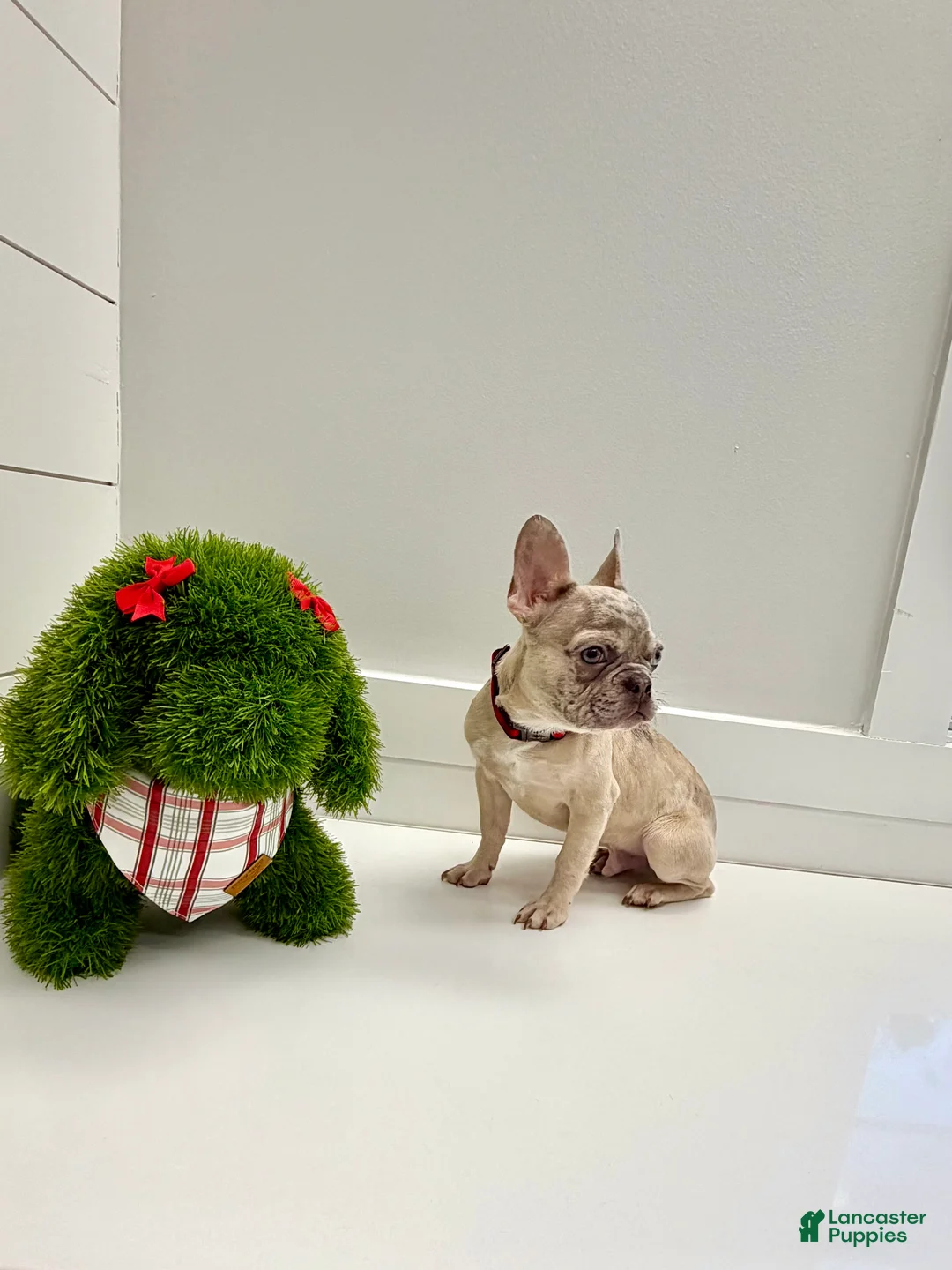 French Bulldog dogs for sale: Wake - Ad 5