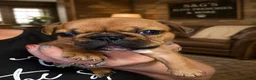 French Bulldog dogs for sale: Inferno - Ad 13