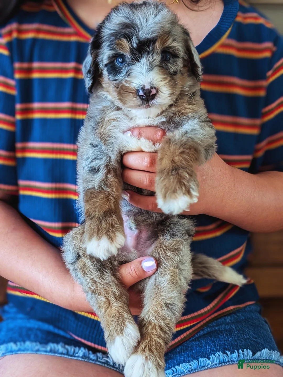 Mixed Breed dogs for sale: JASPER - Ad 5