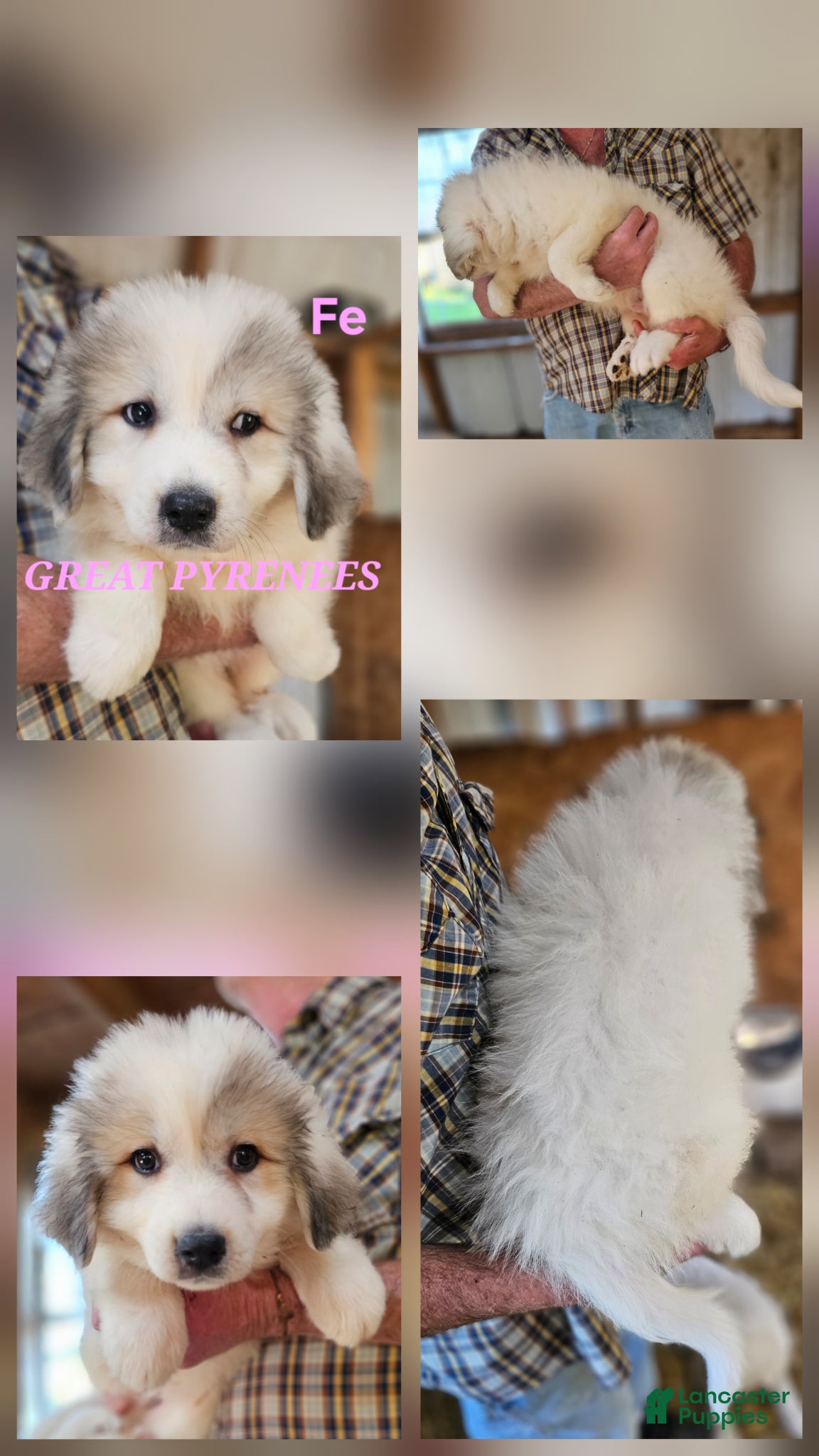 Great Pyrenees dogs Great Pyrenees Puppy 1 - Ad 2