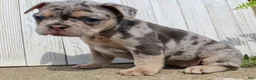 French Bulldog dogs for sale: April - Ad 3