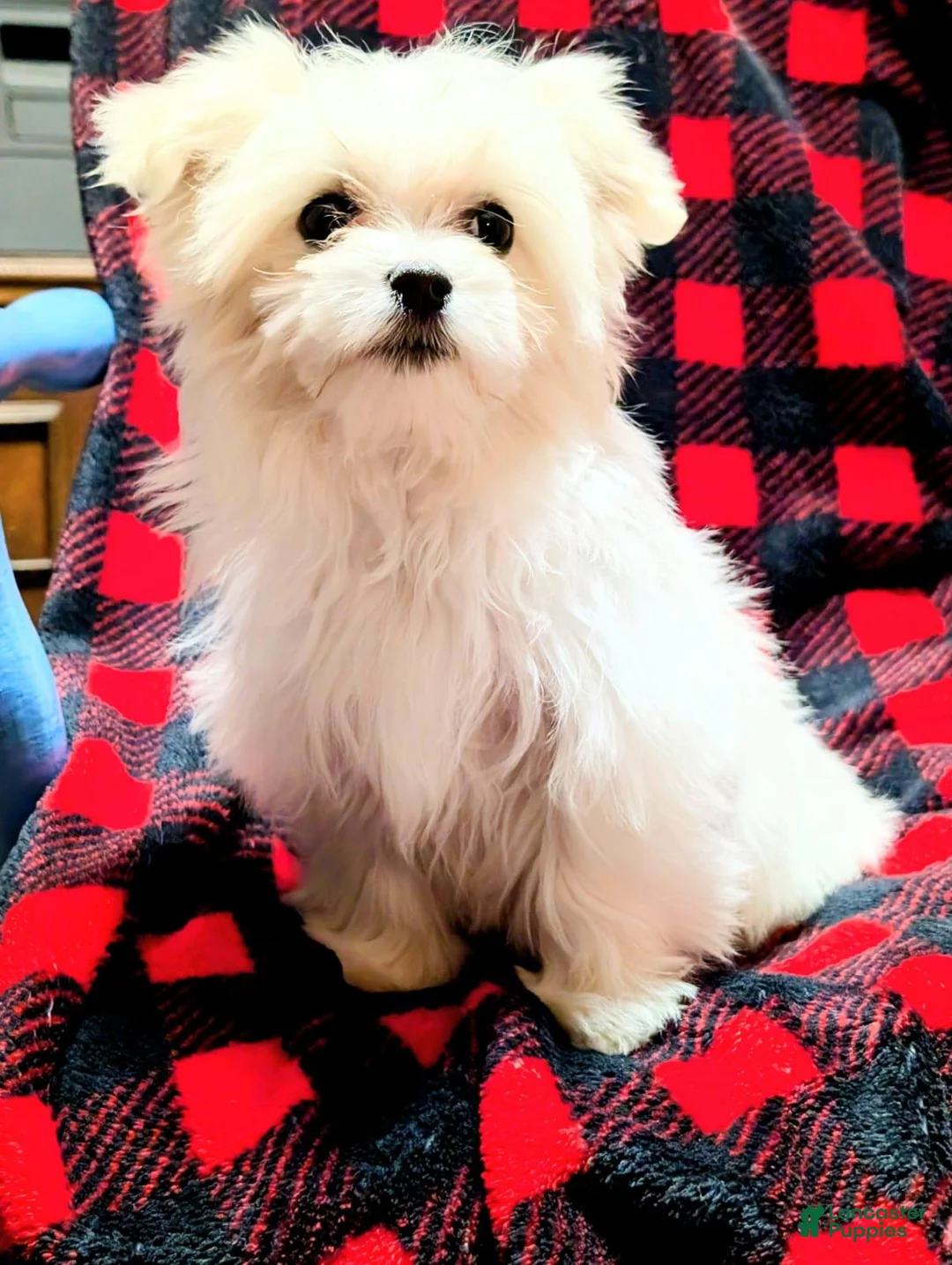 Maltese dogs for sale: Snowball - Ad 1