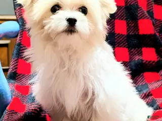 Maltese dogs Snowball - Ad 5