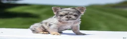 French Bulldog dogs for sale: Jewel - Ad 6