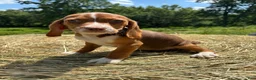 Beagle dogs for sale: Beagle 3 - Ad 3