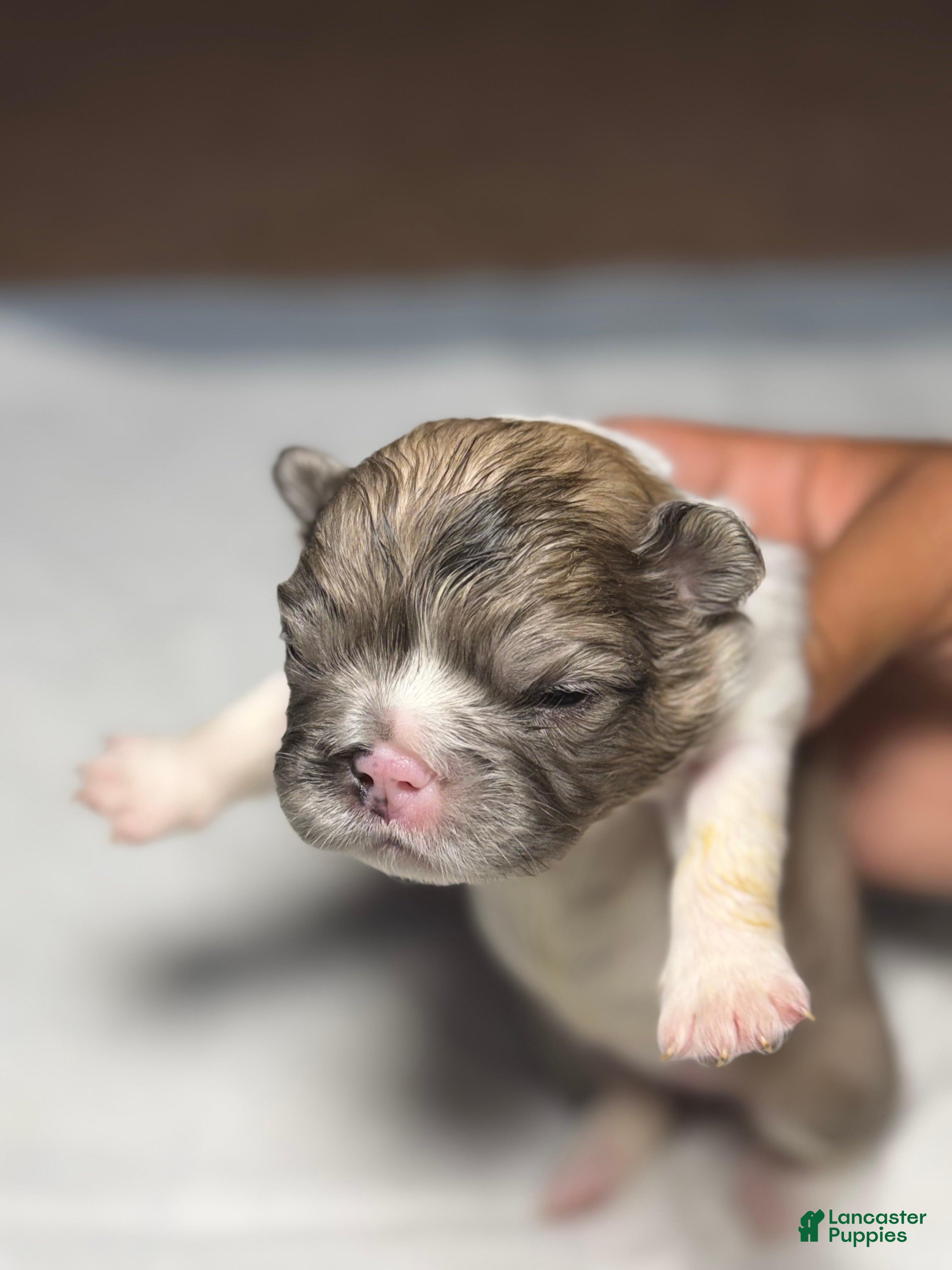 French Bulldog dogs Rocky - Ad 1