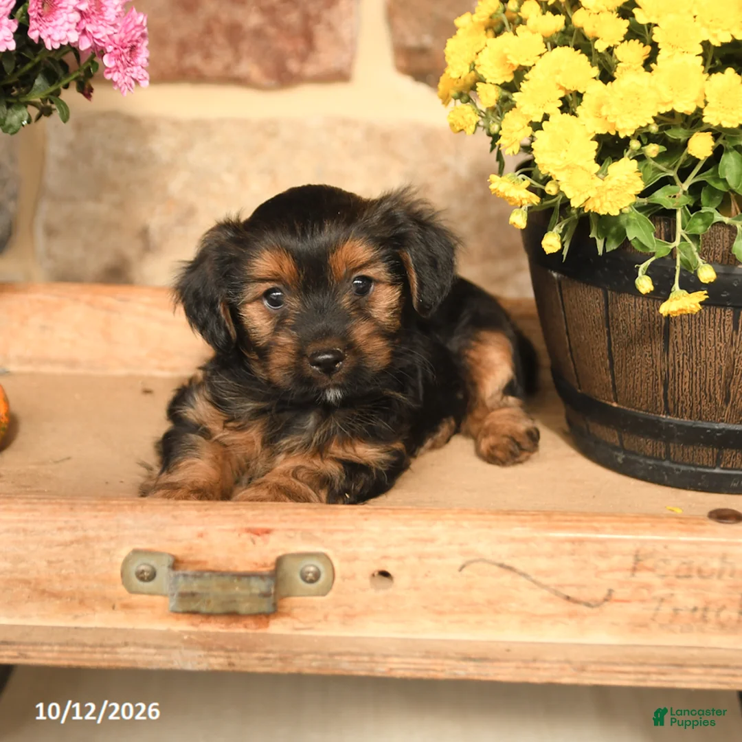 Shorkie dogs for sale: Aj  - Ad 3