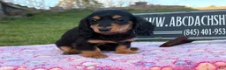 Miniature Dachshund dogs for sale: Russian - Ad 10