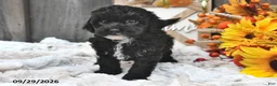 Shihpoo dogs for sale: Maggie - Ad 3