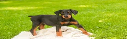 Doberman Pinscher dogs for sale: Elowen - Ad 5