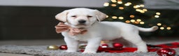 Labrador Retriever dogs for sale: Buddy - Ad 3