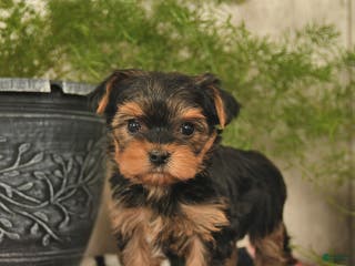 Yorkshire Terrier dogs Starlight - Ad 7