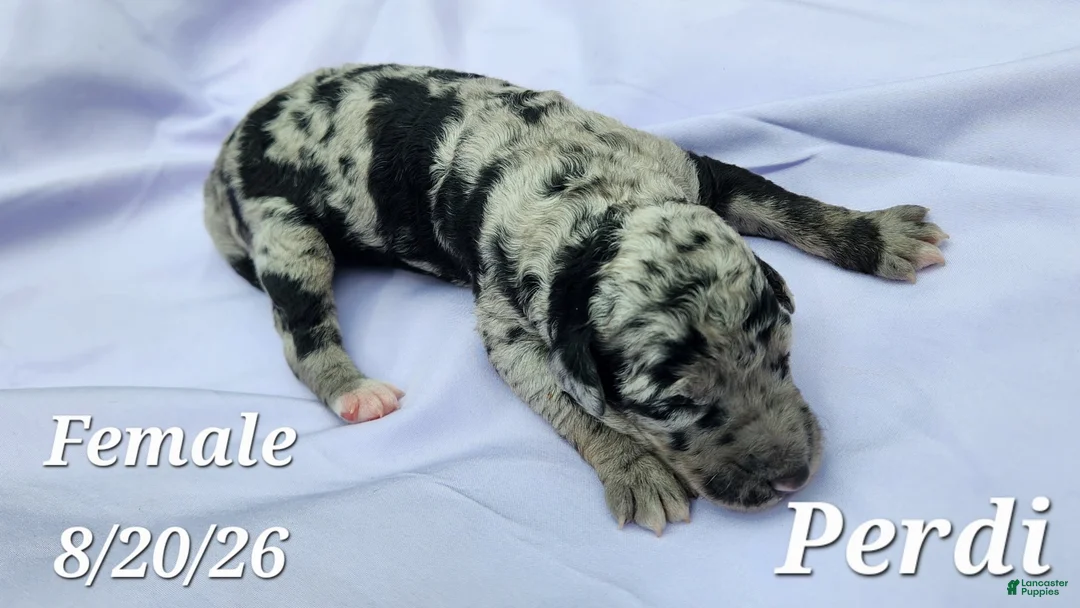 Labradoodle dogs for sale: Perdie - Ad 1