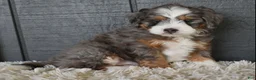 Mini Bernedoodle dogs for sale: Jodie F1b - Ad 6