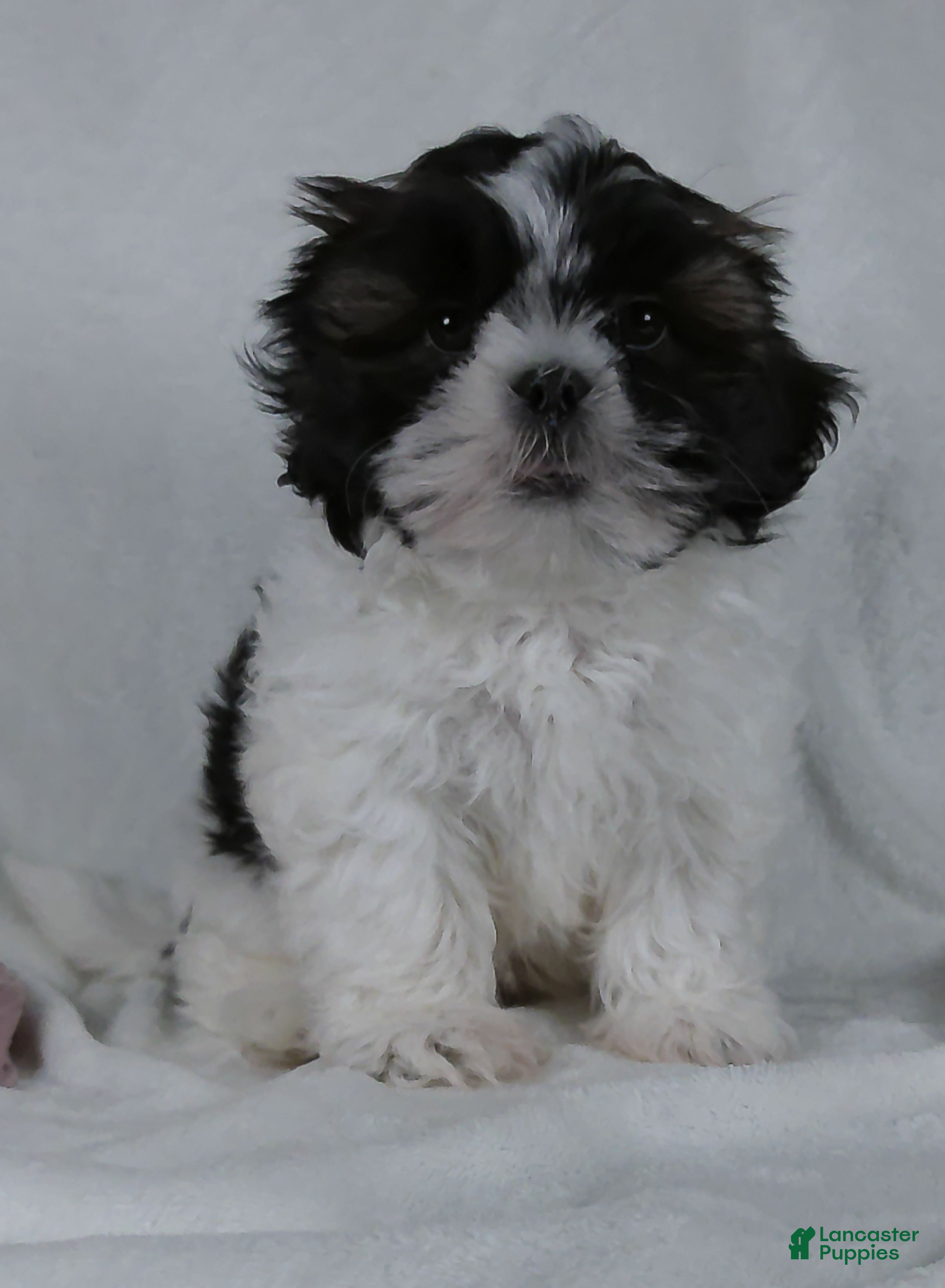 Shih Tzu dogs Patches - Ad 1