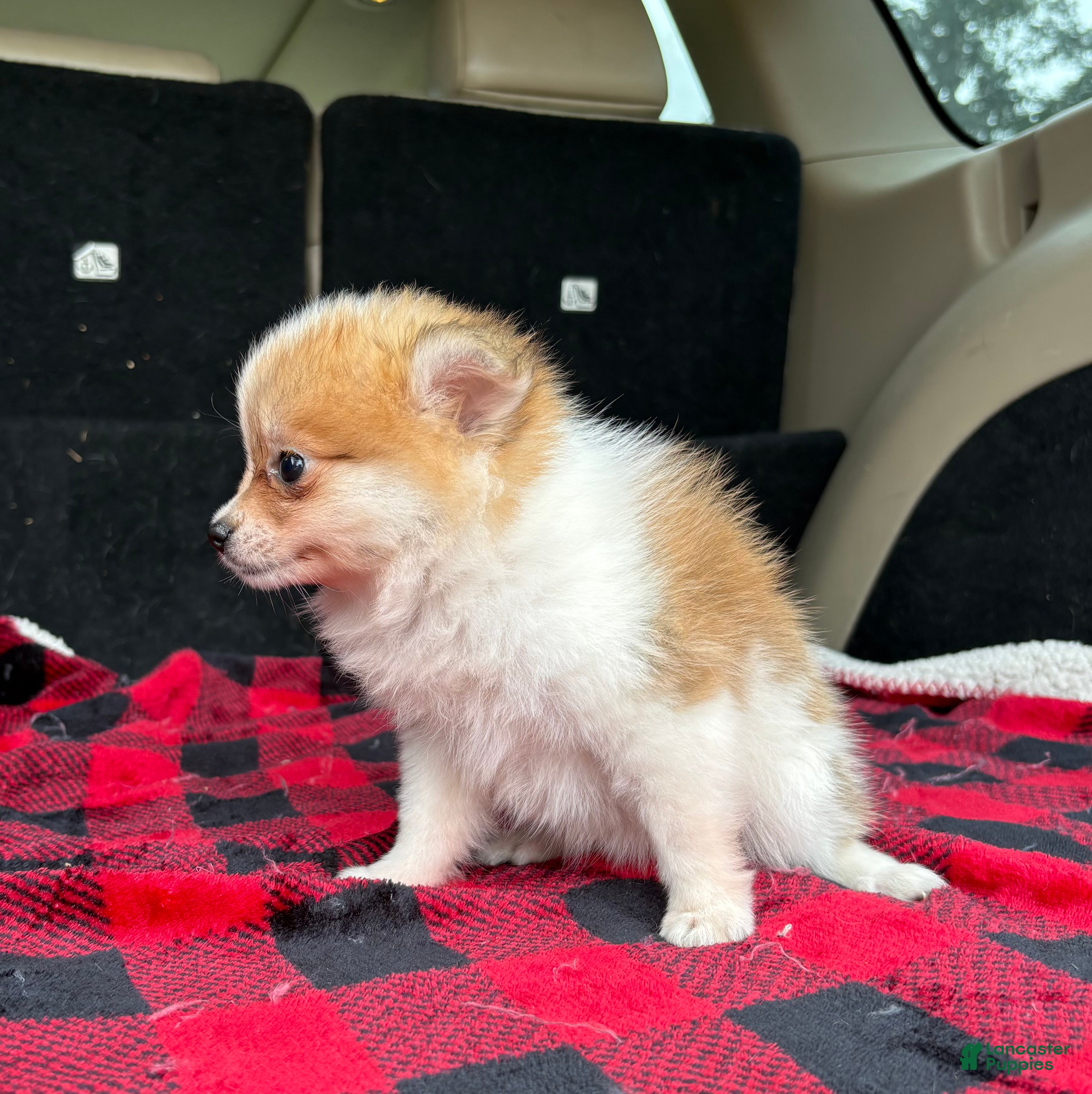 Pomeranian dogs Missy - Ad 2