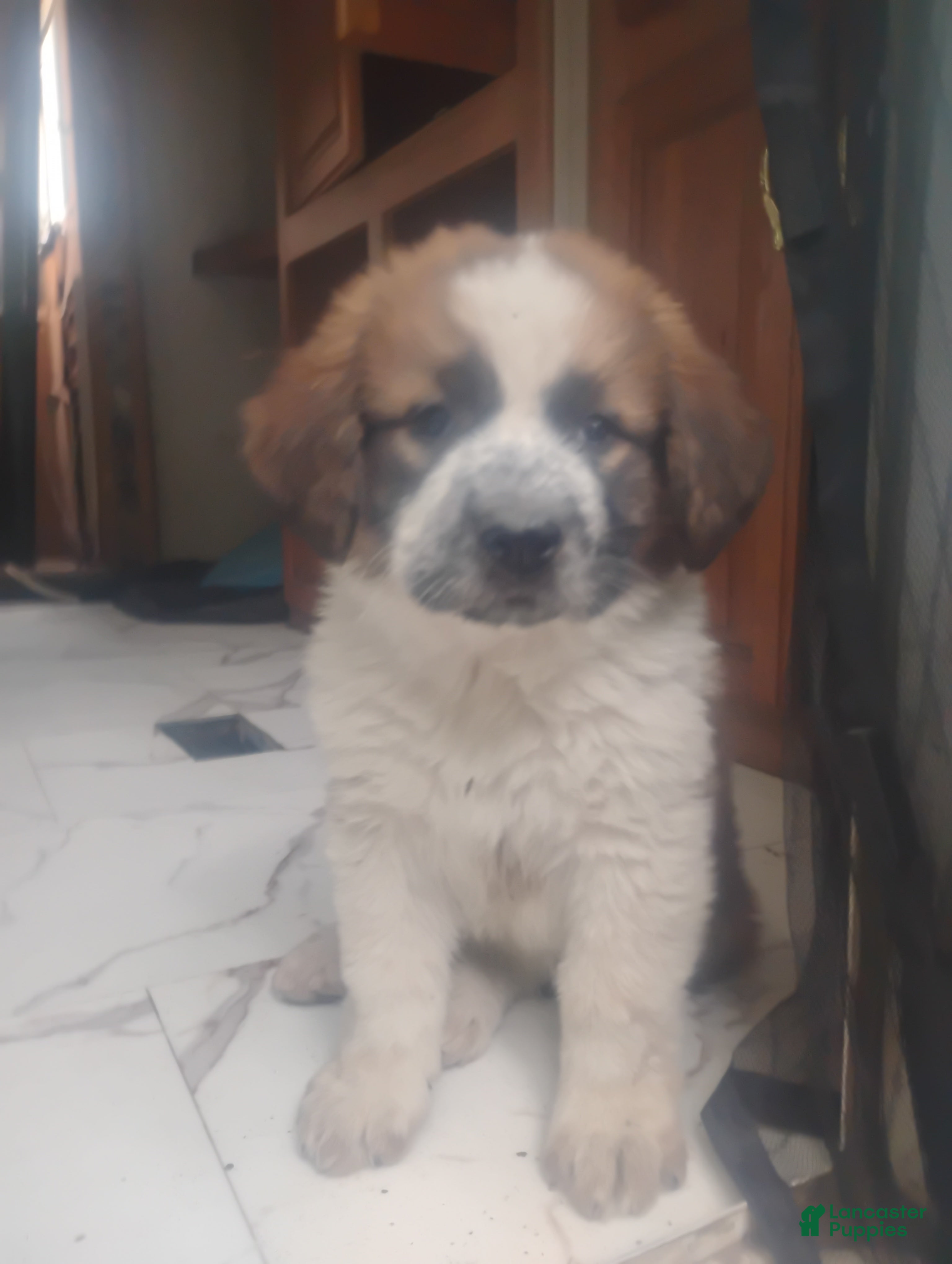 Saint Bernard dogs Saint Bernard Puppy 3 - Ad 1