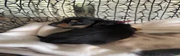 Miniature Dachshund dogs for sale: Oliver Aka Oli  - Ad 10