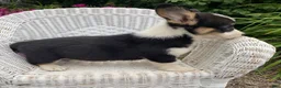 Welsh Corgi Pembroke dogs for sale: Jazzy - Ad 3