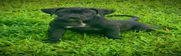 Presa Canario dogs for sale: Presa Canario 5 - Ad 3