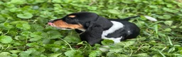 Basset Hound dogs for sale: Speck  - Ad 3