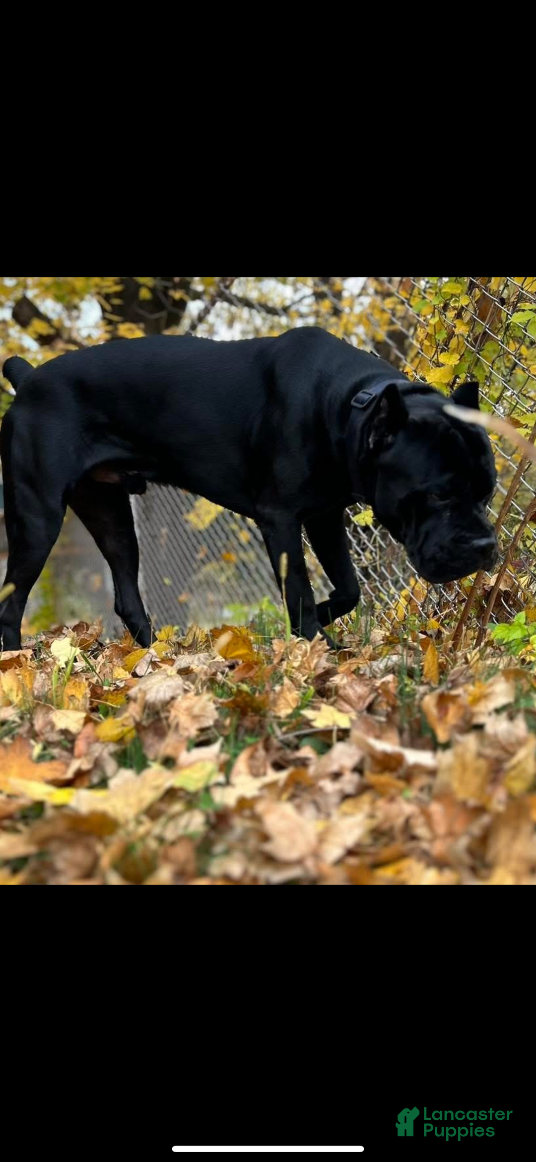 Cane Corso dogs for sale: Cane Corso Puppy 1 - Ad 5