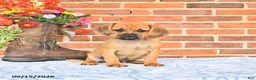 Puggle dogs for sale: Simpkins - Ad 4