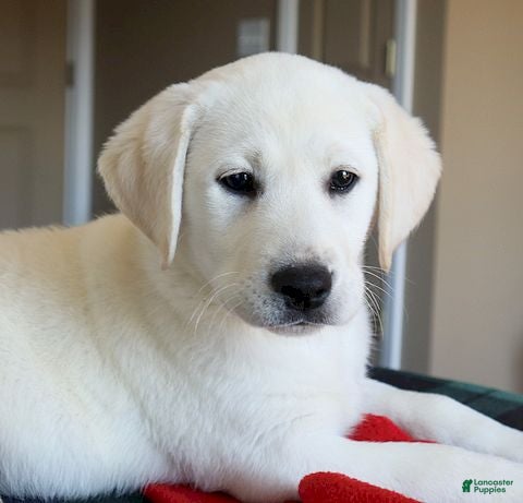 Labrador Retriever dogs Molly -Champ lines - Ad 2