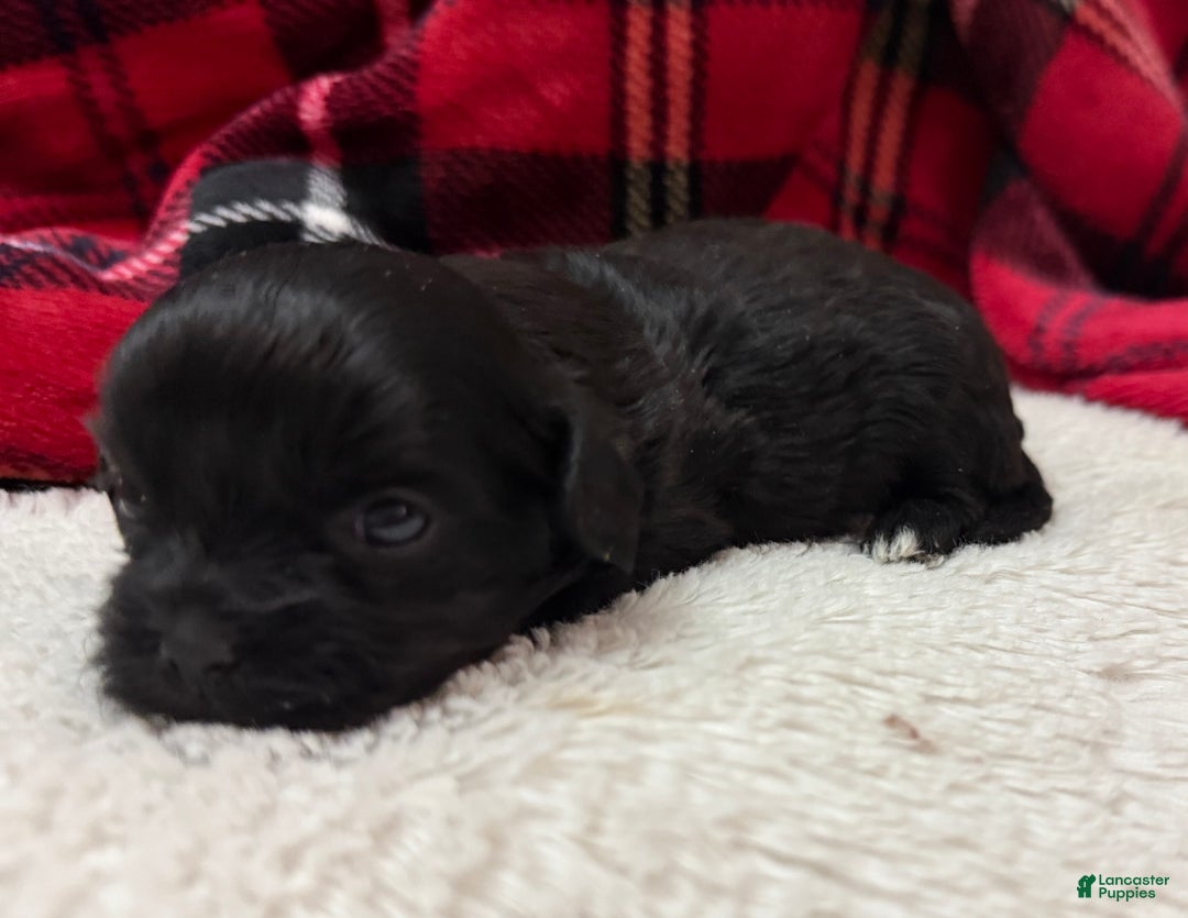 Shihpoo dogs for sale: Luna - Ad 5