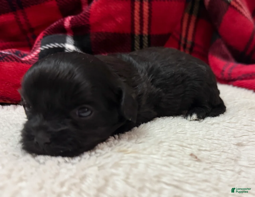 Shihpoo dogs for sale: Luna - Ad 9