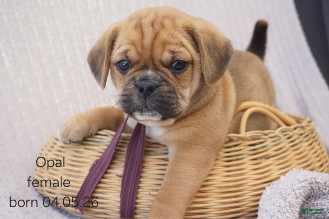 Puggle dogs for sale: Opal - Ad 1