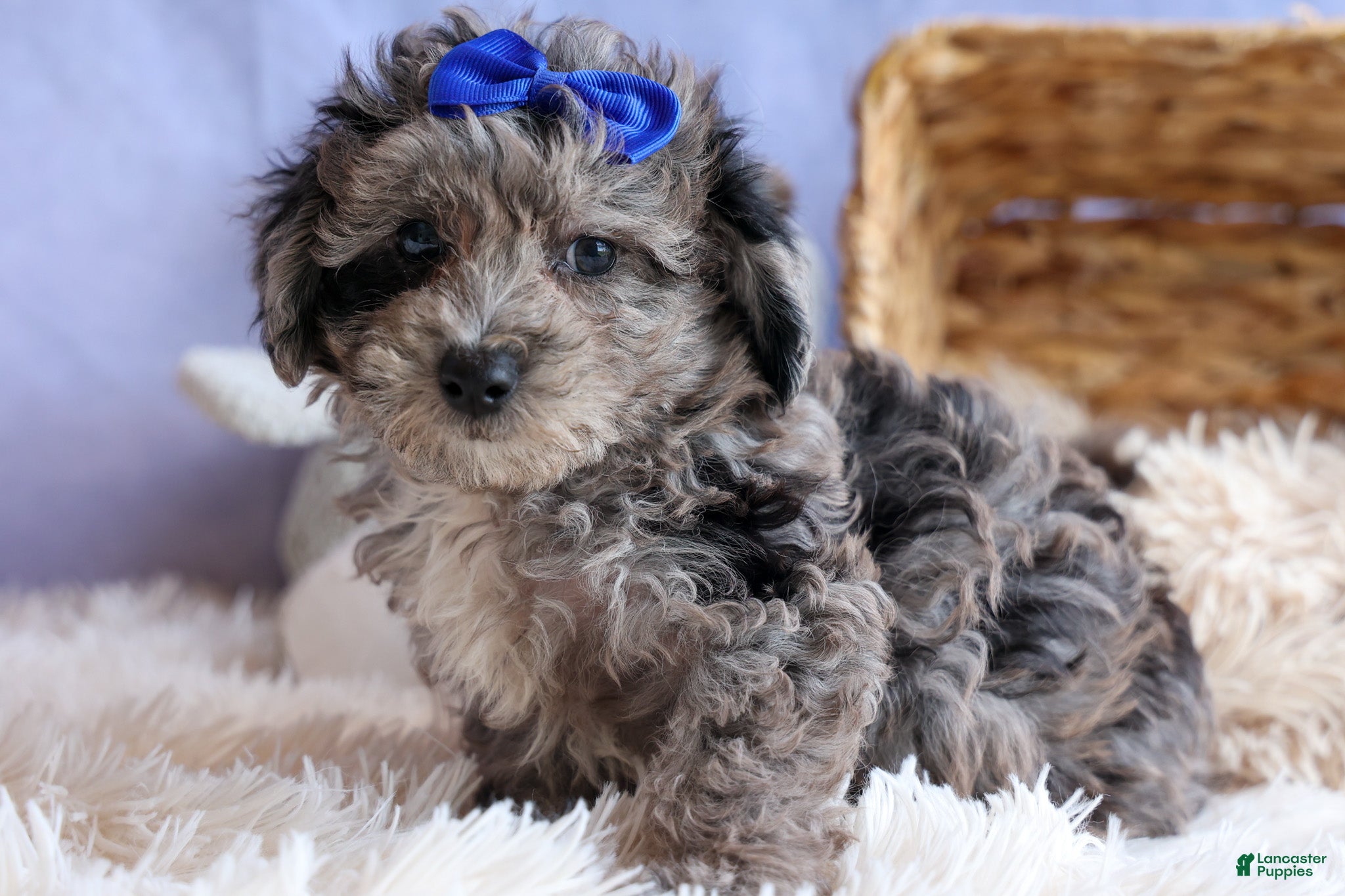 Bichpoo dogs NOAH - Ad 2