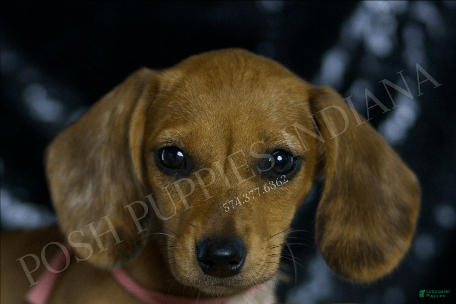 Beagle Mix Mixed Dachshund Puppies For Sale Miniature Dachshund