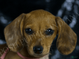 Miniature Dachshund dogs - Ad 34